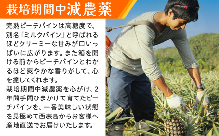 《2026年先行予約》ピーチパイン 約3kg 3～6玉 農園ファイミール 完熟 果物 フルーツ