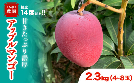2025年 先行予約 アップルマンゴー 約2.3kg 4～8玉 西表島ひらい農園 マンゴー 果物 フルーツ