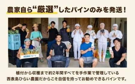 スナックパイン 約7kg 