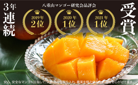 2026年 先行予約 アップルマンゴー 約1kg (2～4玉) 完熟 マンゴー ますみ農園 果物 フルーツ