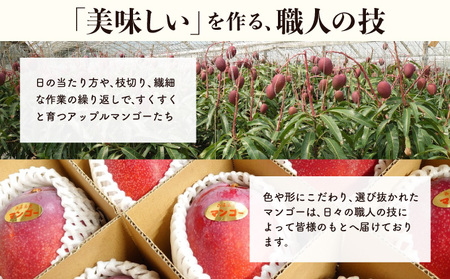 2026年 先行予約 アップルマンゴー 約2kg (3～6玉) 完熟 マンゴー ますみ農園 果物 フルーツ