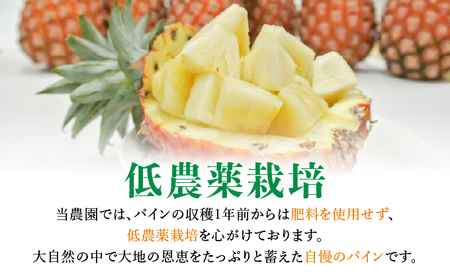 アララガマ農園発祥のピーチパイン。香り高く女性人気NO.1！国内流通量