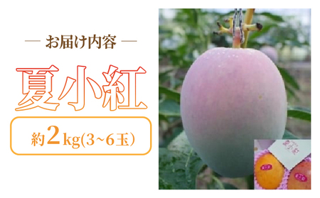 2026年 先行予約 マンゴー 夏小紅 約2kg 3~6玉 ますみ農園 甘味 スッキリ 果物 フルーツ