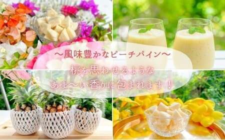 ☆新感覚の味わい☆桃のような芳醇な香りのする　『西表島産完熟ピーチパイン』約1.6kg（2～3個入）