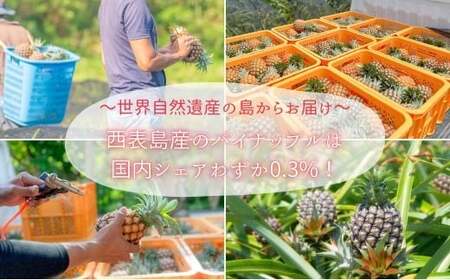 ☆新感覚の味わい☆桃のような芳醇な香りのする　『西表島産完熟ピーチパイン』約1.6kg（2～3個入）