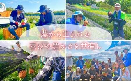 ☆新感覚の味わい☆桃のような芳醇な香りのする　『西表島産完熟ピーチパイン』約1.6kg（2～3個入）