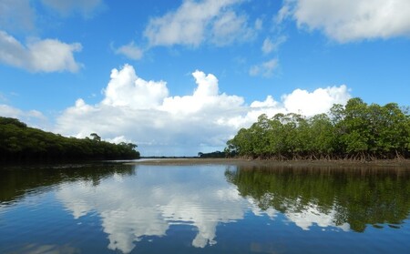 西表島マングローブビーチクリーン＋滝とカヤック・トレッキング 1名様