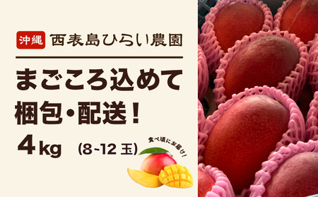 マンゴー 先行予約 沖縄 アップルマンゴー 約4kg 8玉～12玉 西表島 ひらい農園 2026年 発送 果物 フルーツ デザート 完熟 濃厚 027-a027_2026