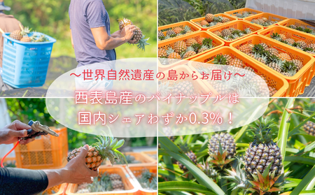 【訳あり】☆新感覚の味わい☆まるで桃のような甘~い香り 『西表島産完熟ピーチパイン』 約3.5kg