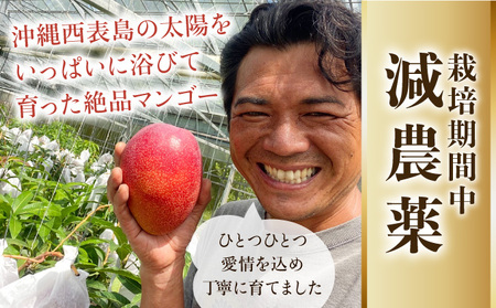 2024年 先行予約 栽培期間中 減農薬 アップルマンゴー  約700g（1～3玉） アナナス農園 完熟 マンゴー 果物 フルーツ