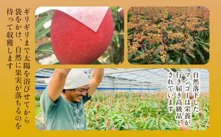 2024年 先行予約 栽培期間中 減農薬 アップルマンゴー 約1.5kg 3～6玉 アナナス農園 完熟 マンゴー 果物 フルーツ