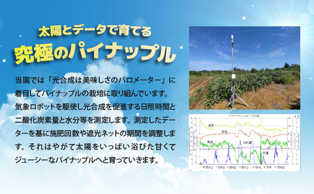【2026年発送】リピータ続出！西表パイン園の蜜入り ピーチパイン4kgセット