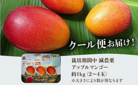 【訳あり】減農薬 アップルマンゴー 約1kg 2～4玉 【2024年7月上旬以降順次発送】アナナス農園 完熟 マンゴー 果物 フルーツ