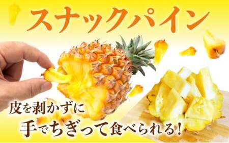 【手でちぎって食べる楽しさ】熟鮮スナックパイン2kg(2~3玉)2026年 先行予約 沖縄 西表島