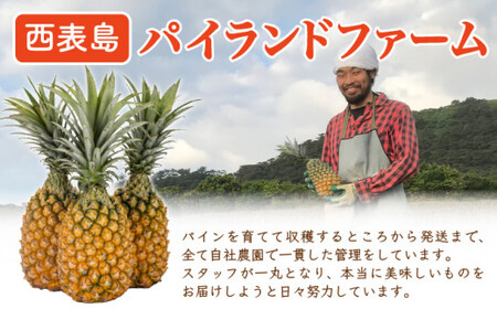 【手でちぎって食べる楽しさ】熟鮮スナックパイン2kg(2~3玉)2026年 先行予約 沖縄 西表島