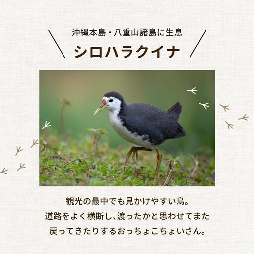 ビームパリ窯　シロハラクイナシリーズ　楕円皿　小