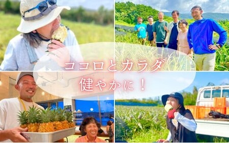 ☆新感覚の味わい☆桃のような芳醇な香りのする　『西表島産完熟ピーチパイン』 約3.5kg（5～6個入）