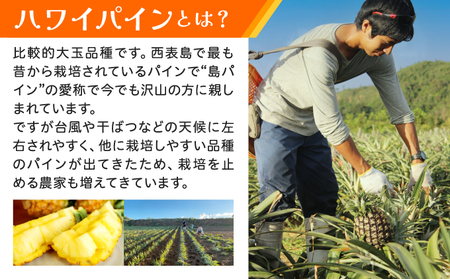 《2026年先行予約》ハワイパイン約10kg 【お届け：2026年6月中旬?7月下旬】【農園ファイミール 完熟 果物 フルーツ パイン パイナップル】