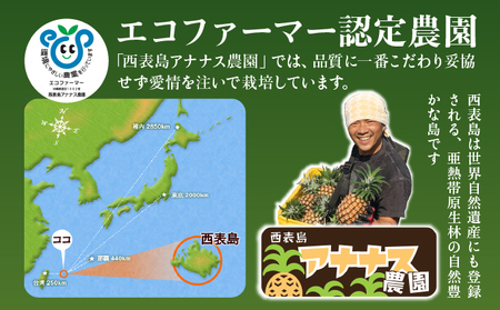 2026年 先行予約 栽培期間中 減農薬 ミニピーチパイン 3kg (7～8玉)  023-a025_2026