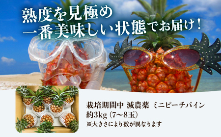 2026年 先行予約 栽培期間中 減農薬 ミニピーチパイン 3kg (7～8玉)  023-a025_2026