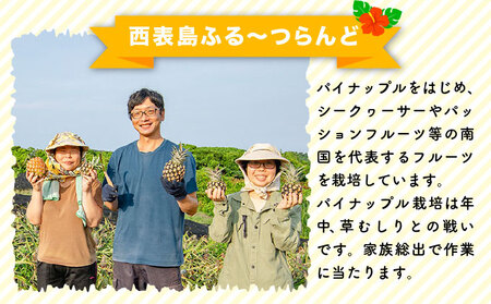 高級パイナップル 芳醇な香りと甘み サンドルチェ 約2.5kg（2～3玉）