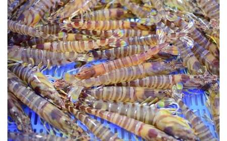 【12/10迄の申込で年内発送】こだわりの車海老 有頭車海老（冷凍）250ｇ×3パック（合計750g）F009