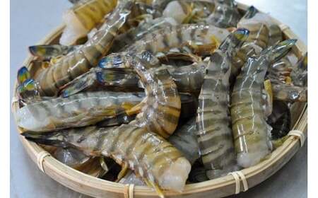 【予約受付 1月より順次発送】こだわりの車海老 無頭車海老(冷凍)250g×3パック(合計750g)F010