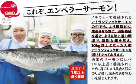 高評価★4.76 ふるさと納税 魚 【総合1位獲得の選べる サーモン 定期便 2回お届け】 エンペラーサーモン 900g 小分け 海鮮 鮭 刺身 さけ サケ ふるさと 人気 ランキング 北海道 白糠町_T030-1204