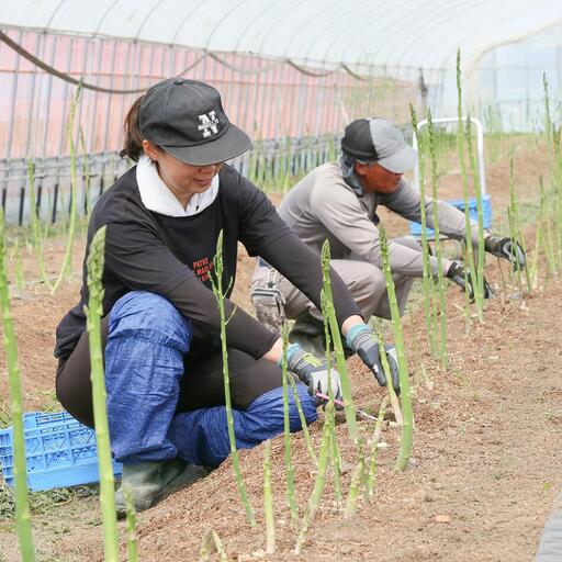 《数量限定》白糠町産アスパラガス【M～L混合1kg】_I010-0872