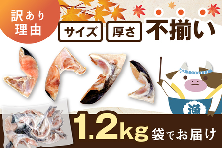 北海道産 秋鮭 カマ 計1.2kg 有塩 別海町 秋鮭