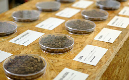 ONUKI COFFEEエチオピアイルガチェフェ浅煎り500g （豆）【2700701】