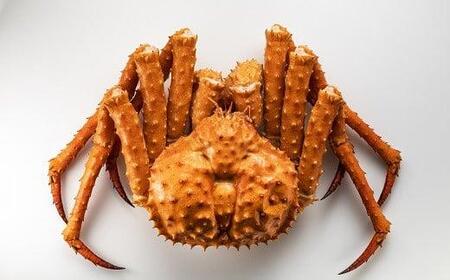 羅臼産イバラガニ（超特大）３kgX１尾｜蟹　北海道