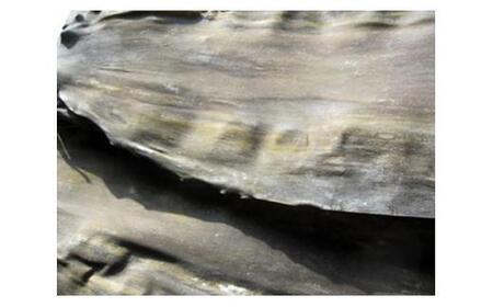 羅臼昆布 養殖 2等 約300gセット(100g×3個) ｜ 昆布 北海道