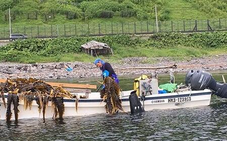 濱屋さん家の天然羅臼昆布4等詰め合わせ(5袋)  ｜ 昆布 北海道 