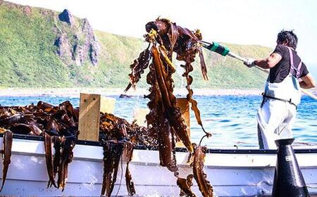 天神さん家の知床羅臼＜天然＞二等昆布（2枚入） ｜ 昆布 北海道 