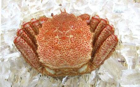 数量限定 年6回 舟木商店厳選 北海道 羅臼 海の幸バラエティ 定期便１ ほっけ たらこ 毛ガニ たこ ぼたんえび 時鮭 魚介類 魚卵 海鮮 人気 生産者 応援 支援 おかず 海鮮丼 お刺身