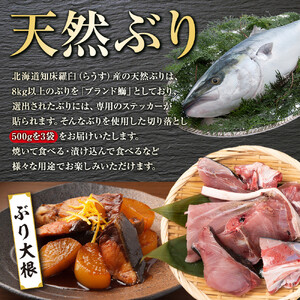 訳あり 知床羅臼産 天然 ぶり 切り落とし（加熱用）1.5kg（500g×3袋）｜魚　ぶり