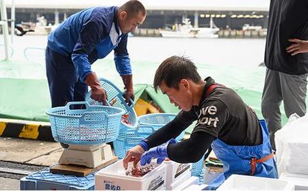 幻のぶどうえび（中・250g /7～8尾） エビ 海老 ブドウエビ 羅臼町 北海道 魚介類 魚介 海産物 冷凍 生産者 支援 応援