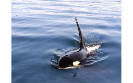 羅臼沖ホエールウォッチングクルーズ