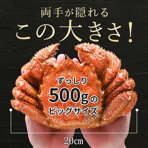 北海道 知床 羅臼産毛がに 500g×2尾 毛ガニ 海産物 魚介類 魚介 毛蟹