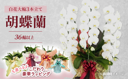 【選べるこだわり豪華ラッピング】赤平長持ち胡蝶蘭白花大輪3本立て (36輪以上) 胡蝶蘭 花 ギフト プレゼント お祝い 贈り物  インテリア 植物 R＆Bゴールド