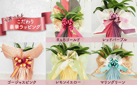 【選べるこだわり豪華ラッピング】赤平長持ち胡蝶蘭白花大輪3本立て (36輪以上) 胡蝶蘭 花 ギフト プレゼント お祝い 贈り物  インテリア 植物 R＆Bゴールド