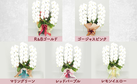 【選べるこだわり豪華ラッピング】赤平長持ち胡蝶蘭白花大輪3本立て (36輪以上) 胡蝶蘭 花 ギフト プレゼント お祝い 贈り物 インテリア 植物 レッドパープル