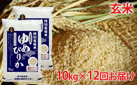 玄米 北海道赤平産ゆめぴりか特別栽培米10kg×12回お届け