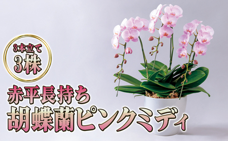 赤平長持ち胡蝶蘭ピンクミディ3株3本立て  胡蝶蘭 花 ギフト プレゼント お祝い 贈り物  インテリア 植物