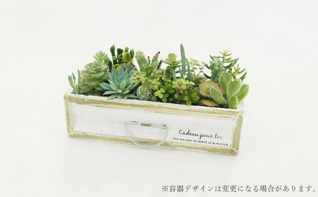多肉植物寄せ植え 12種以上 観葉植物 植物 観葉 おすすめ おしゃれ インテリア 室内 記念日 誕生日 プレゼント 贈答 贈り物 初心者 オフィス ギフト 栽培 園芸