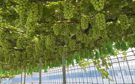 2025年発送【訳あり】青森市産シャインマスカット 2房(1kg以上)_果物・フルーツ ぶどう・マスカット ブドウ 葡萄 _【配送不可地域:離島・沖縄県】【1492539】