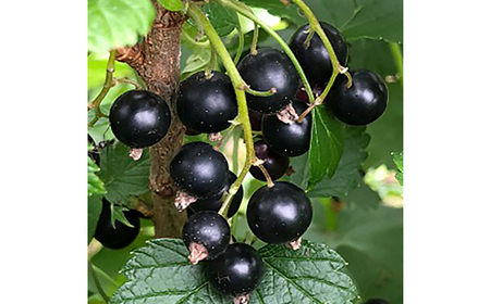 青森市産冷凍カシス300g_果物・フルーツ   くだもの_【配送不可地域：離島】【1543579】