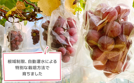 2026年発送【訳あり】種なしぶどう 青森県産クインニーナ 2房(1.0kg～1.2kg)_果物・フルーツ ぶどう・マスカット  ブドウ 葡萄 _【配送不可地域：離島】【1613277】
