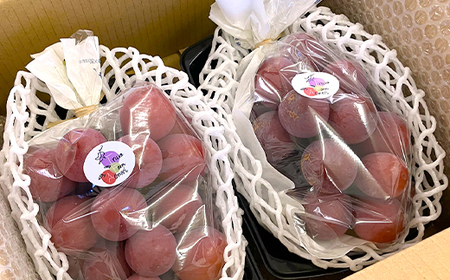 2026年発送【訳あり】種なしぶどう 青森県産クインニーナ 2房(1.0kg～1.2kg)_果物・フルーツ ぶどう・マスカット  ブドウ 葡萄 _【配送不可地域：離島】【1613277】
